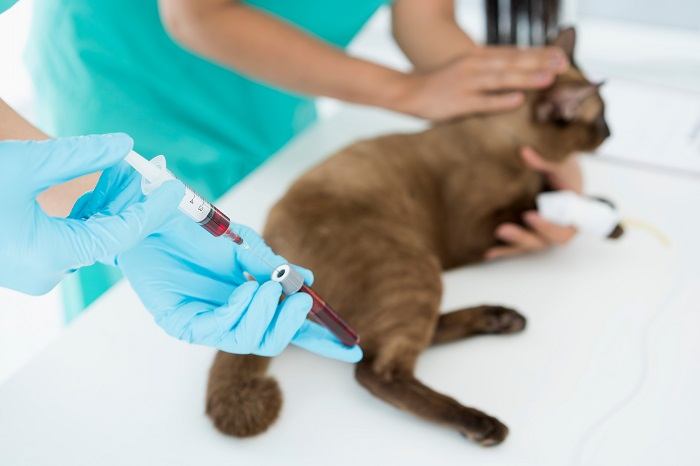 Blood Test For Cat Compressed, The Cat 24