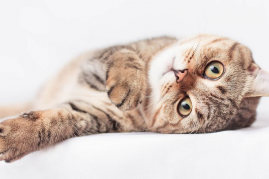 Is My Cat Bored? 8 Signs to Watch Out For