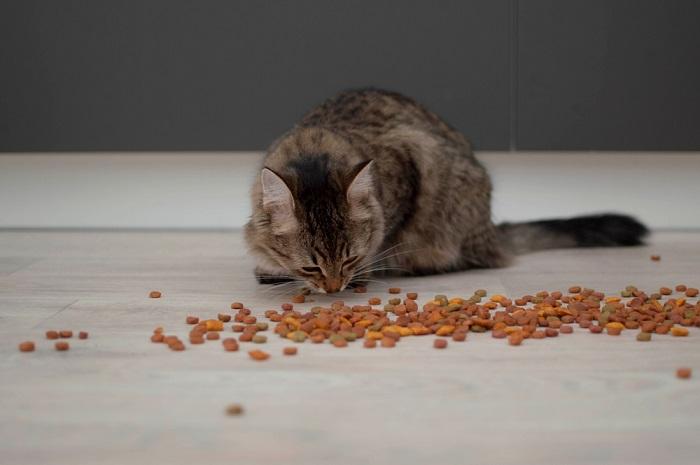 Cat Food Scattered On The Floor Compressed, The Cat 24