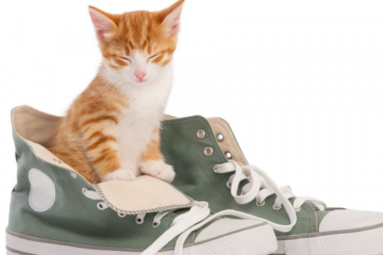 5 Reasons Why Cats Like Shoes So Much