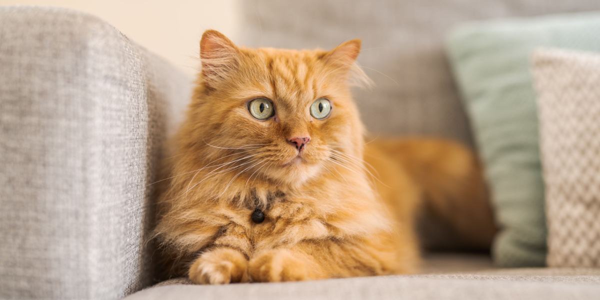 4 pasos para eliminar las manchas y los olores de caca de gato del sofá y las alfombras