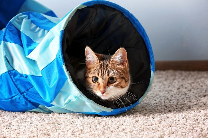 Cat Playing In Tunnel Compressed, The Cat 24