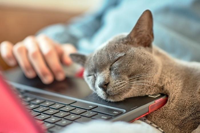 ¿Por qué a los gatos les gusta tanto caminar y sentarse en los teclados?