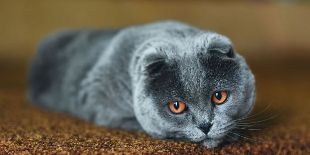 ¿Por qué los gatos suspiran? Un veterinario explica