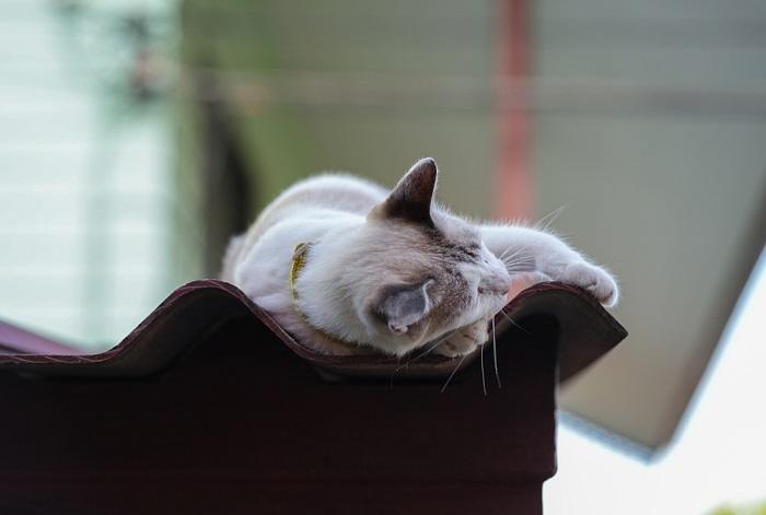 ¿Por qué los gatos duermen con la cabeza en alto?
