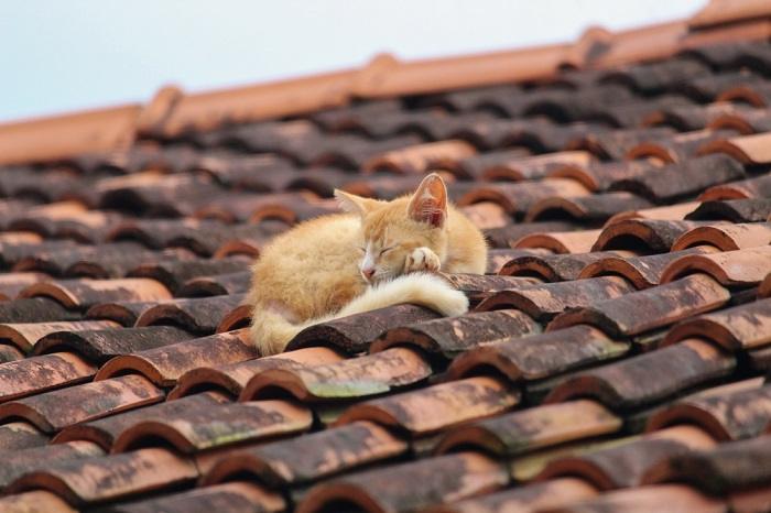 Cat Sleep On Roof Tile Compressed, The Cat 24