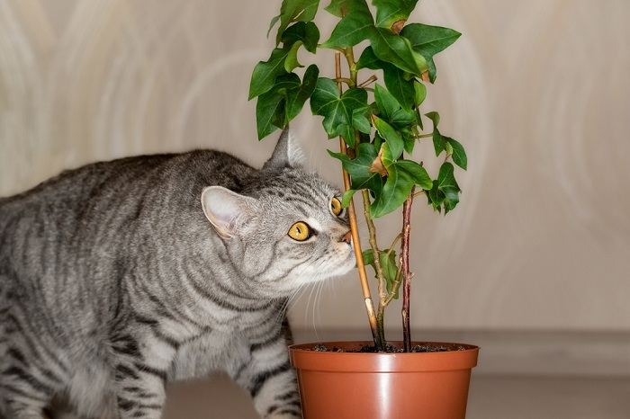 Cat Sniff Plant Compressed, The Cat 24
