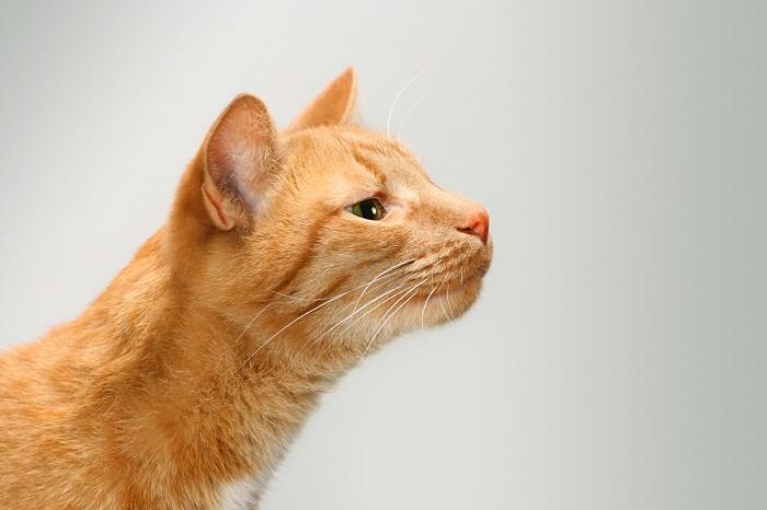 vista lateral nariz de gato, olor a gato