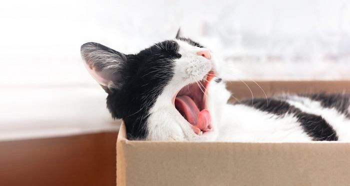 Cat Yawn Compressed, The Cat 24