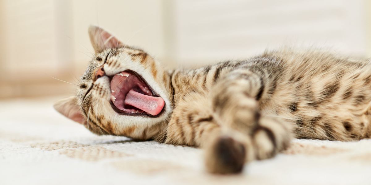 Cat Yawning Compressed, The Cat 24