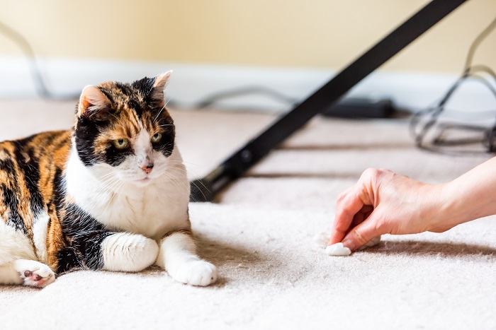 Clean Carpet Paper Towel Cat Vomit Poop Compressed, The Cat 24