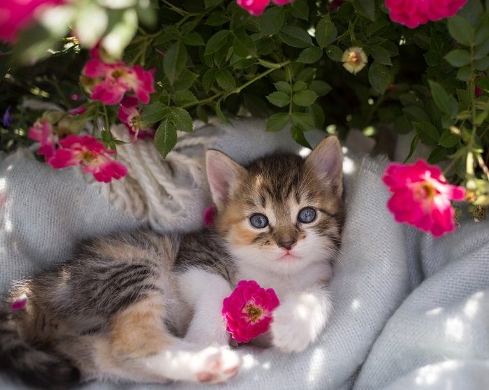 Kitten And Flower Bed Compressed, The Cat 24