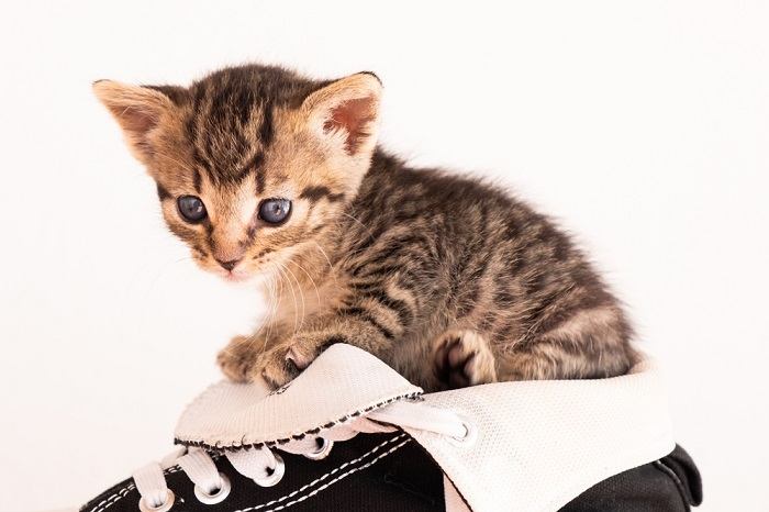 5 razones por las que a los gatos les gustan tanto los zapatos