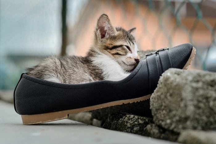 5 razones por las que a los gatos les gustan tanto los zapatos