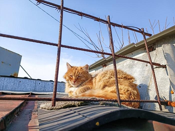 Orange Cat Sleep On Roof Compressed, The Cat 24