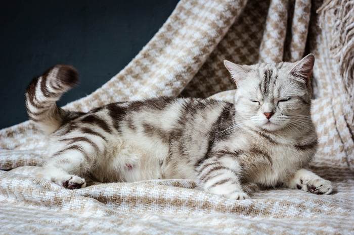Pregnant Cat Blanket Compressed, The Cat 24