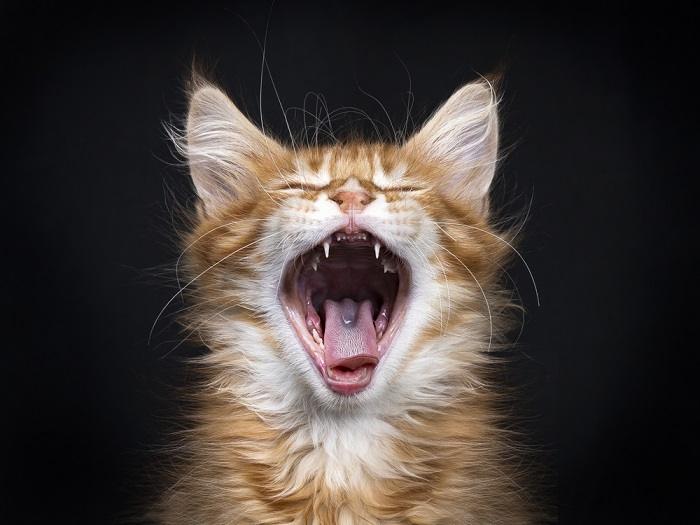 Red Tabby Yawning Compressed, The Cat 24