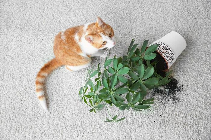 Sad Cat Knock Plant In Carpet Compressed, The Cat 24