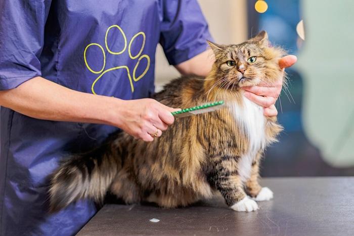 Garrapatas en gatos: identificación y tratamiento