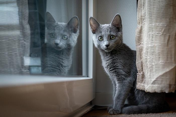 ¿Qué son las papadas (mejillas) de Tomcat en los gatos machos?