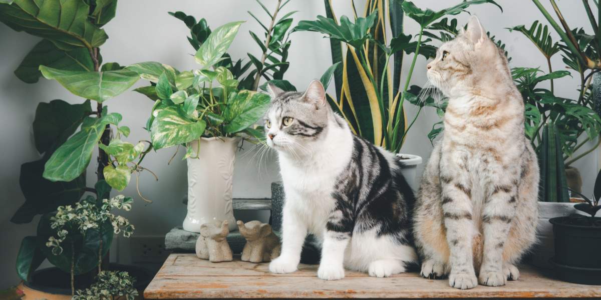 Two Cats Plants Table Compressed, The Cat 24