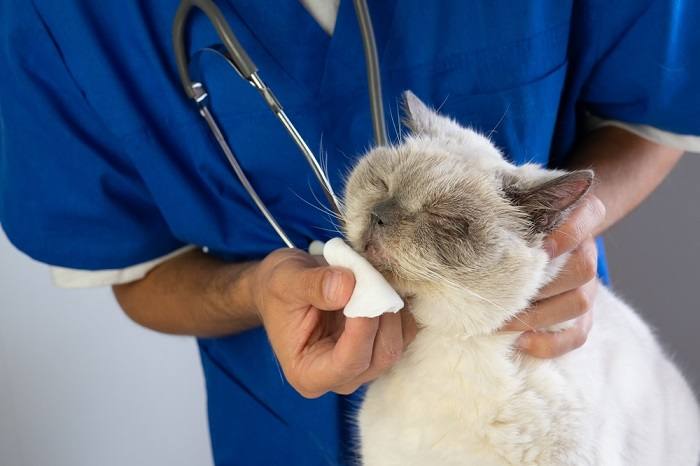 ¿Los gatos tienen dolor de cabeza? – Todo sobre gatos