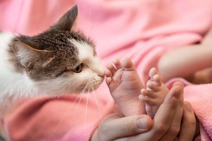 Cat And Baby Feet Compressed, The Cat 24