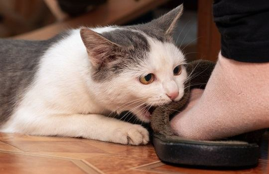 Why Does My Cat Attack My Feet?