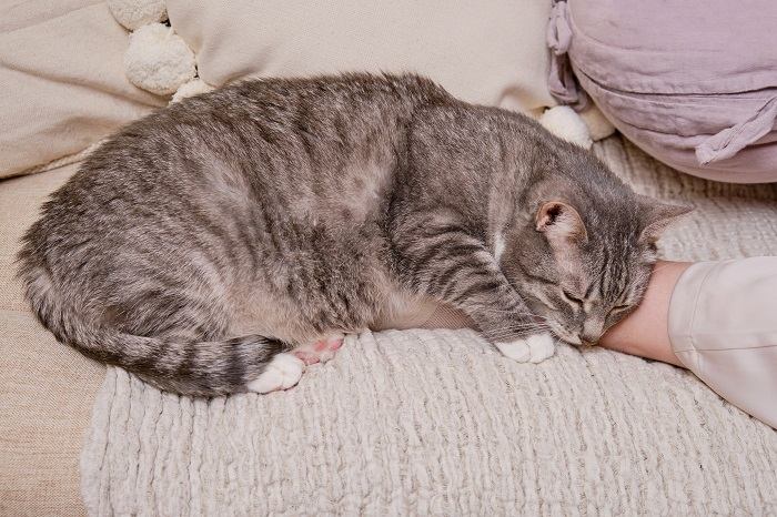 Cat Sleep In Leg Compressed, The Cat 24