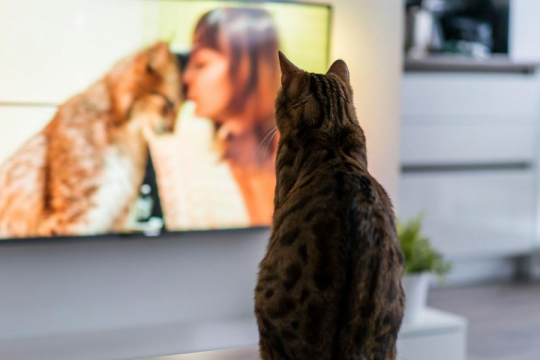 Is Cat TV Good For Cats?