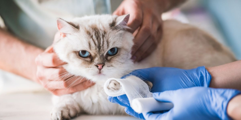 How To Clean A Cat Wound