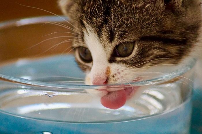 Kitten Drinking Water Compressed, The Cat 24