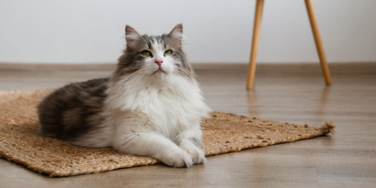 150 Best Long-Haired Cat Names (Soft & Fluffy Cats)