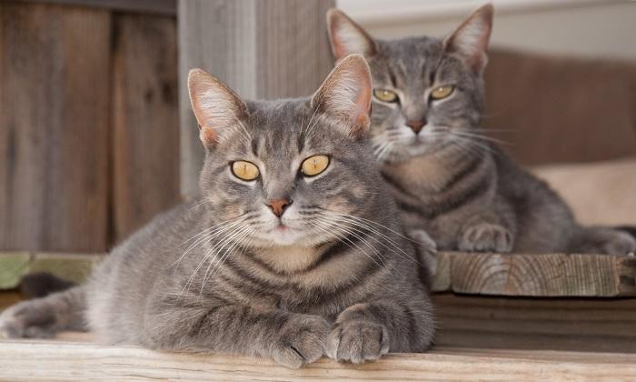 Los 200 mejores nombres de gatos gemelos: ideas lindas y divertidas para gatos hermanos