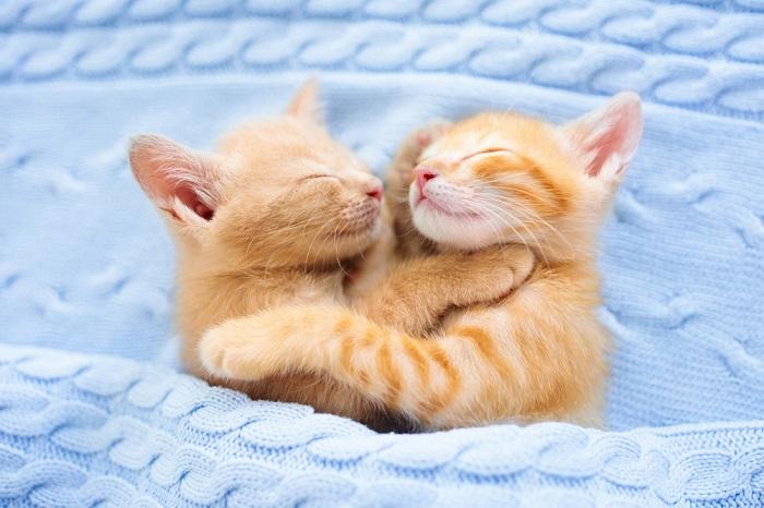 Los 200 mejores nombres de gatos gemelos: ideas lindas y divertidas para gatos hermanos