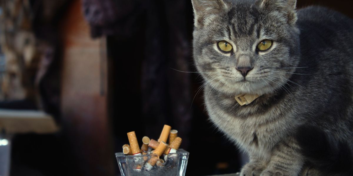 ¿Pueden los gatos drogarse al inhalar humo?
