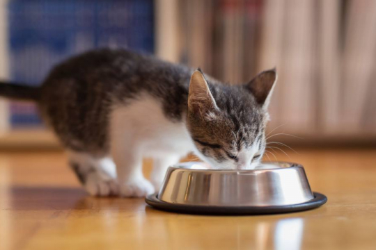 4 Best Fiber Supplement For Cats With Diarrhea