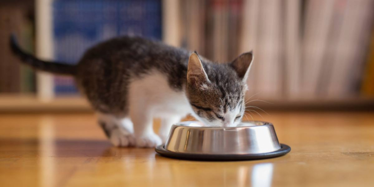 4 Best Fiber Supplement For Cats With Diarrhea