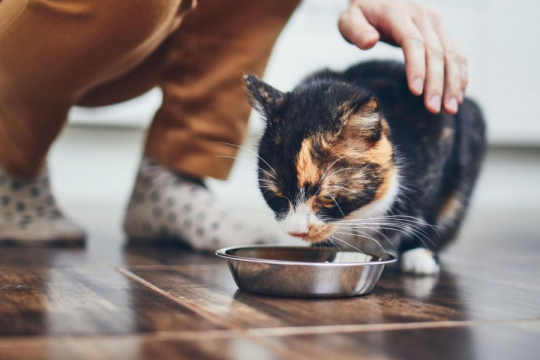 My Cat Ate A Chicken Bone: Should I Worry?