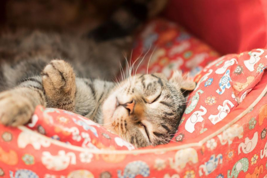 9 Cat Behavior Changes To Worry About
