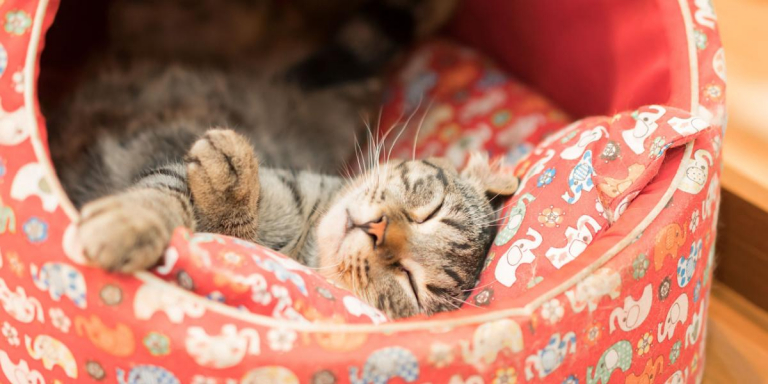 9 Cat Behavior Changes To Worry About
