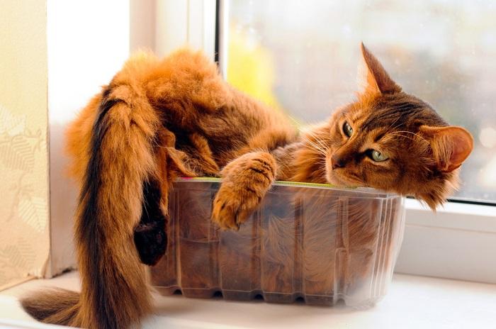 ¿Por qué los gatos son tan flexibles? Un veterinario explica