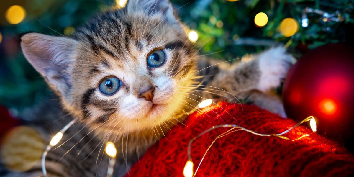 ¿Deberías tener un gatito para Navidad?