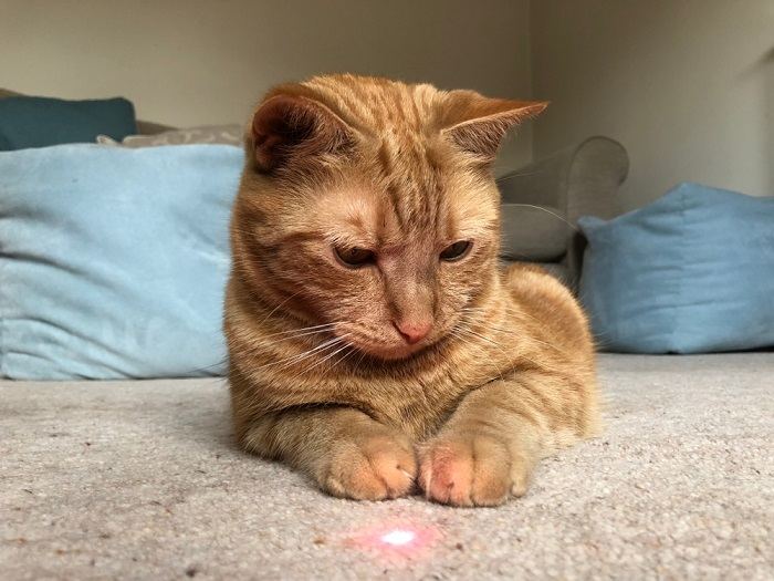 gato mirando un juguete láser