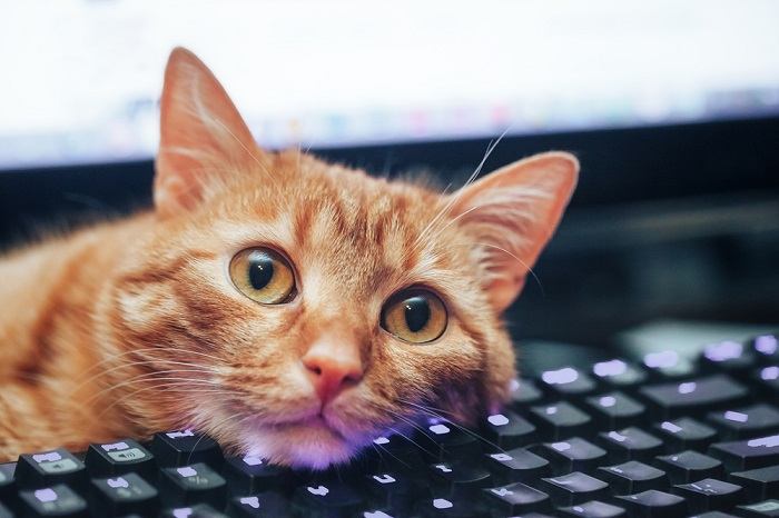 ¿Por qué a los gatos les gusta tanto caminar y sentarse en los teclados?