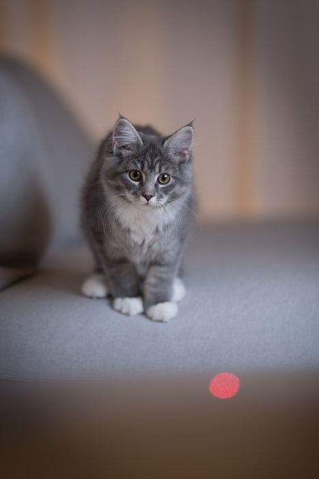 gato jugando láser