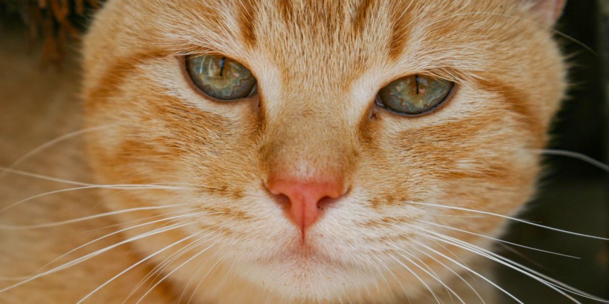 nariz de gato atigrado